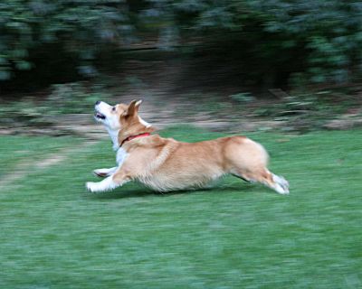 Bo running stretched out