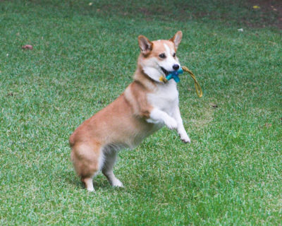 Bo standing with toy