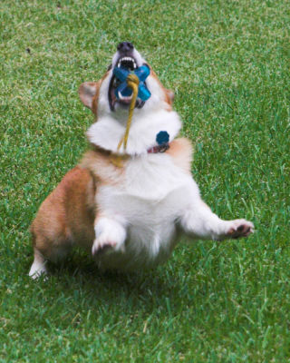 Bo with toy showing teeth