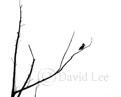 Wildlife