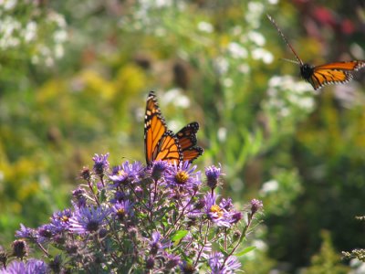 Butterflies