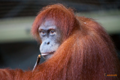 Zoo-1.jpg