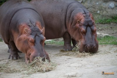 Zoo-12.jpg