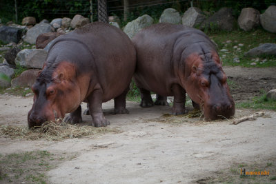 Zoo-13.jpg