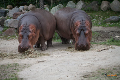 Zoo-14.jpg