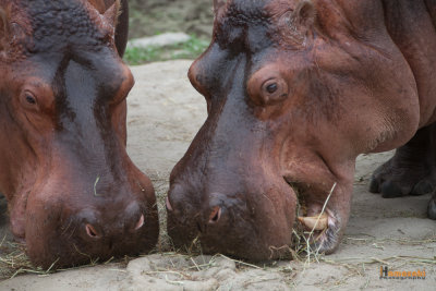Zoo-17.jpg