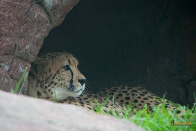 Zoo-18.jpg