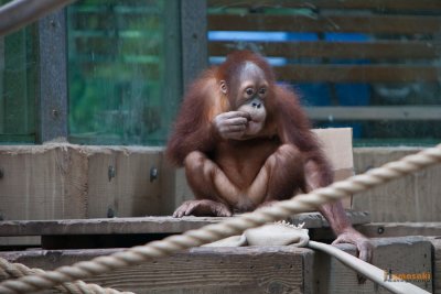 Zoo-2.jpg