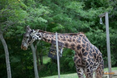 Zoo-22.jpg