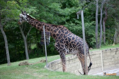 Zoo-23.jpg