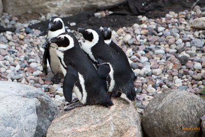 Zoo-24.jpg