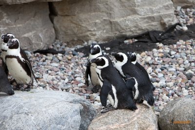 Zoo-25.jpg