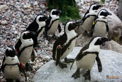 Zoo-27.jpg