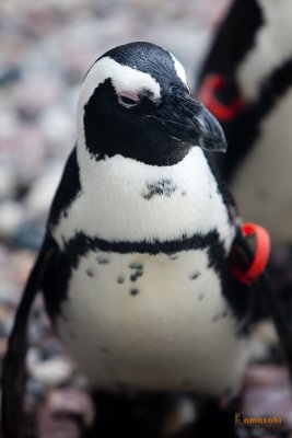 Zoo-29.jpg