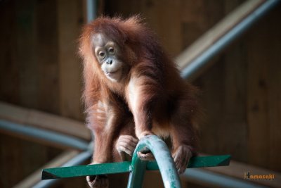 Zoo-3.jpg