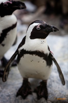 Zoo-30.jpg