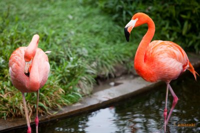 Zoo-32.jpg