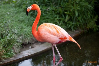 Zoo-33.jpg
