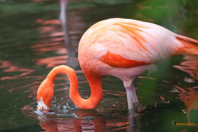Zoo-34.jpg