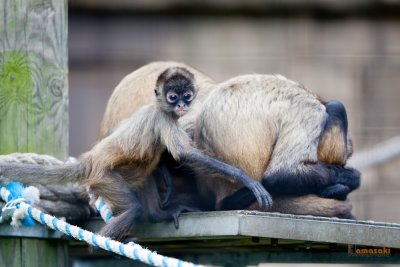 Zoo-35.jpg