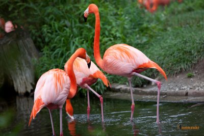 Zoo-36.jpg