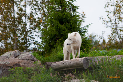 Zoo-38.jpg