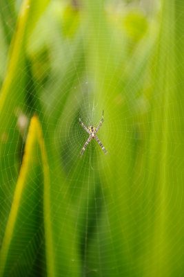 Hawaii 2011_5098.jpg