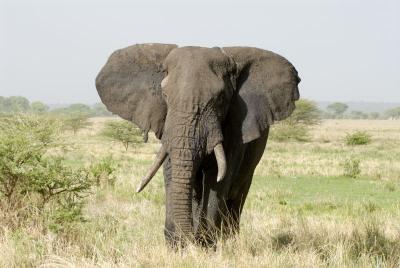 Tarangire National Park