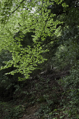 Lumire dans le feuillage