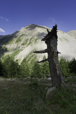 L'année dernière c'était sur cet arbre !!!