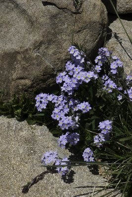 Polo, c'est quoi cette fleur ?