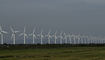 Il n'y a pas que du riz, qui pousse en Camargue .,