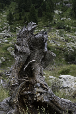 ben oui, c'est un arbre qu'il est mort