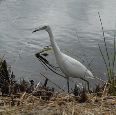 Little Blue Heron (juvenile)