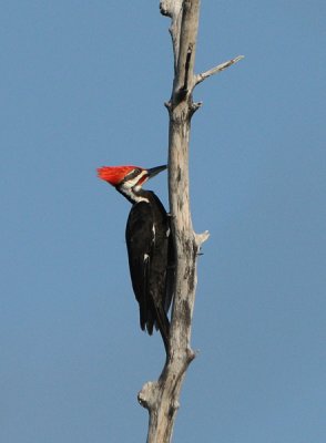 Pileated Woodpecker  (male)