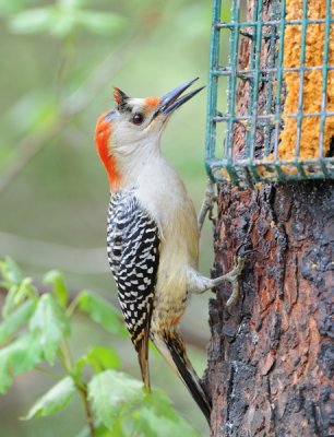 Demonic Red-bellied Woodpecker