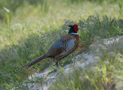 ring-necked-pheasant-2-LJM_.jpg