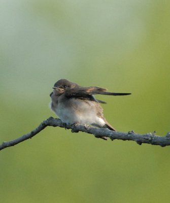 Northern Rough-winged Swallow (Juvenile)