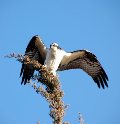 Osprey (January in New Jersey)