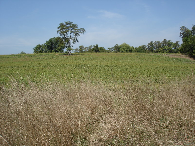 View east within 40 acre cornfield, next to 16th Conn. monument