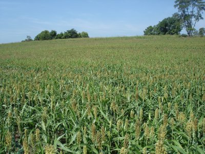 40 acre cornfield (sorgum planted currently)