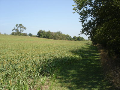 40 acre cornfiled, showing swale