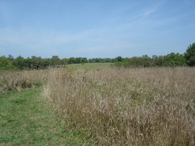 Harland's brigade view of 40 acre cornfield