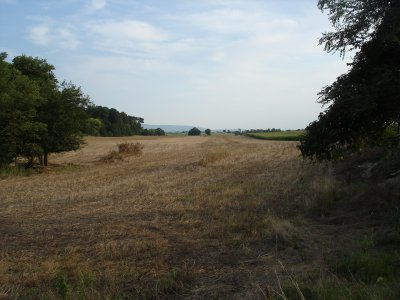 East Woods looking toward Cornfield