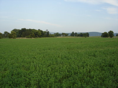 Looking towards East Woods, from Cornfield