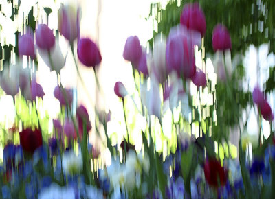 Impressionistic Tulips