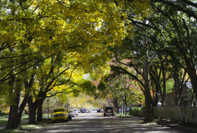 Canopy of Trees Just Outside the Garden