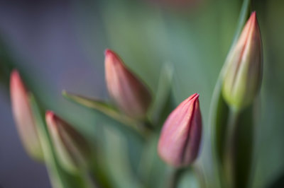Fresh Tulips 1