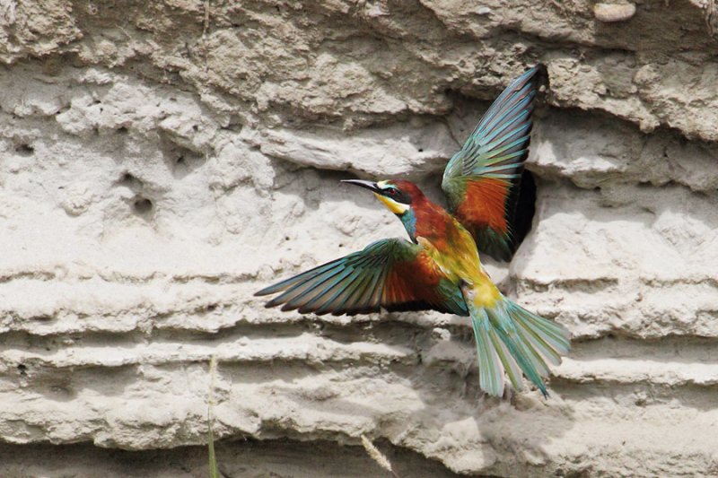 European bee-eater (merops apiaster), Wallis, Switzerland, August 2010