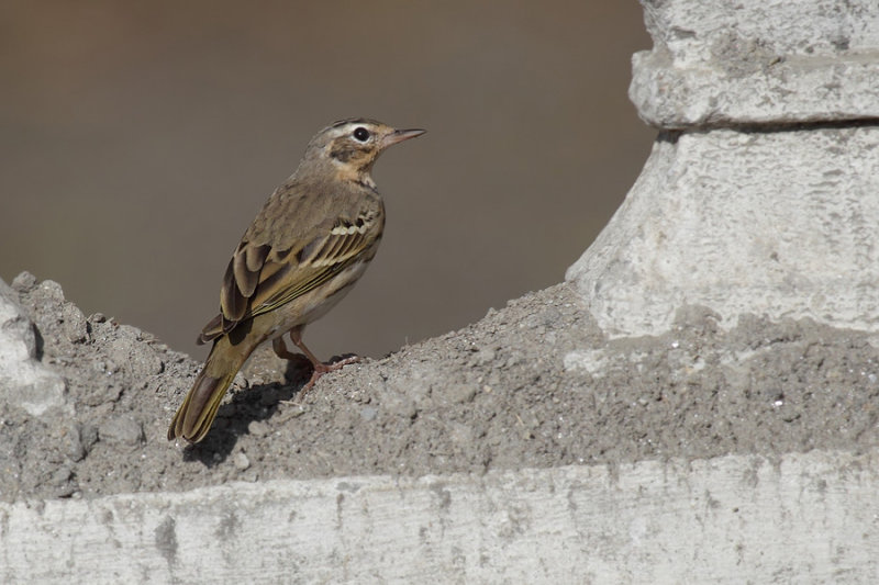 Olive-backed pipit (anthus hodgsoni), Kathmandu, Nepal, March 2011